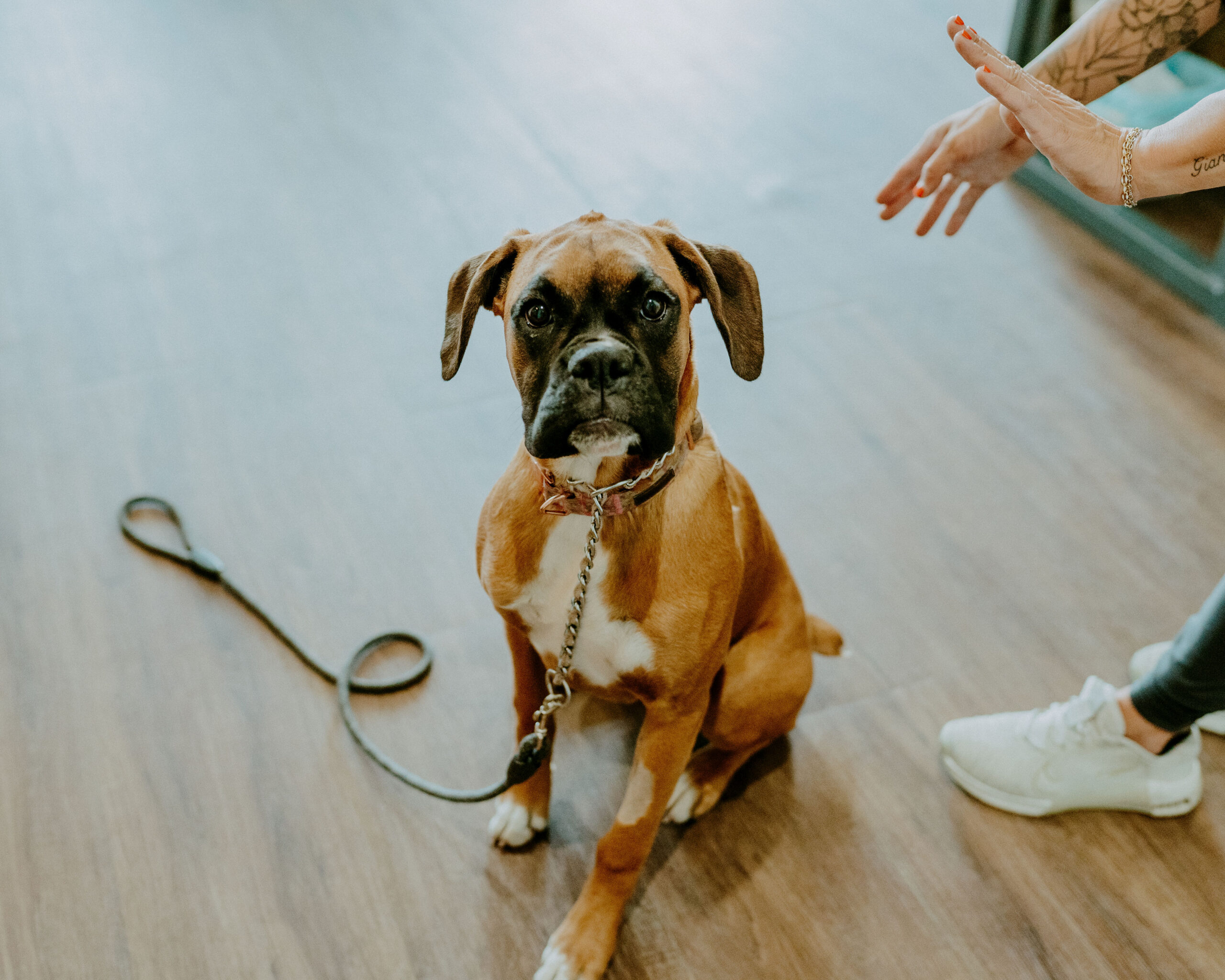 Dr. Josh Prange providing small animal chiropractic care to a dog