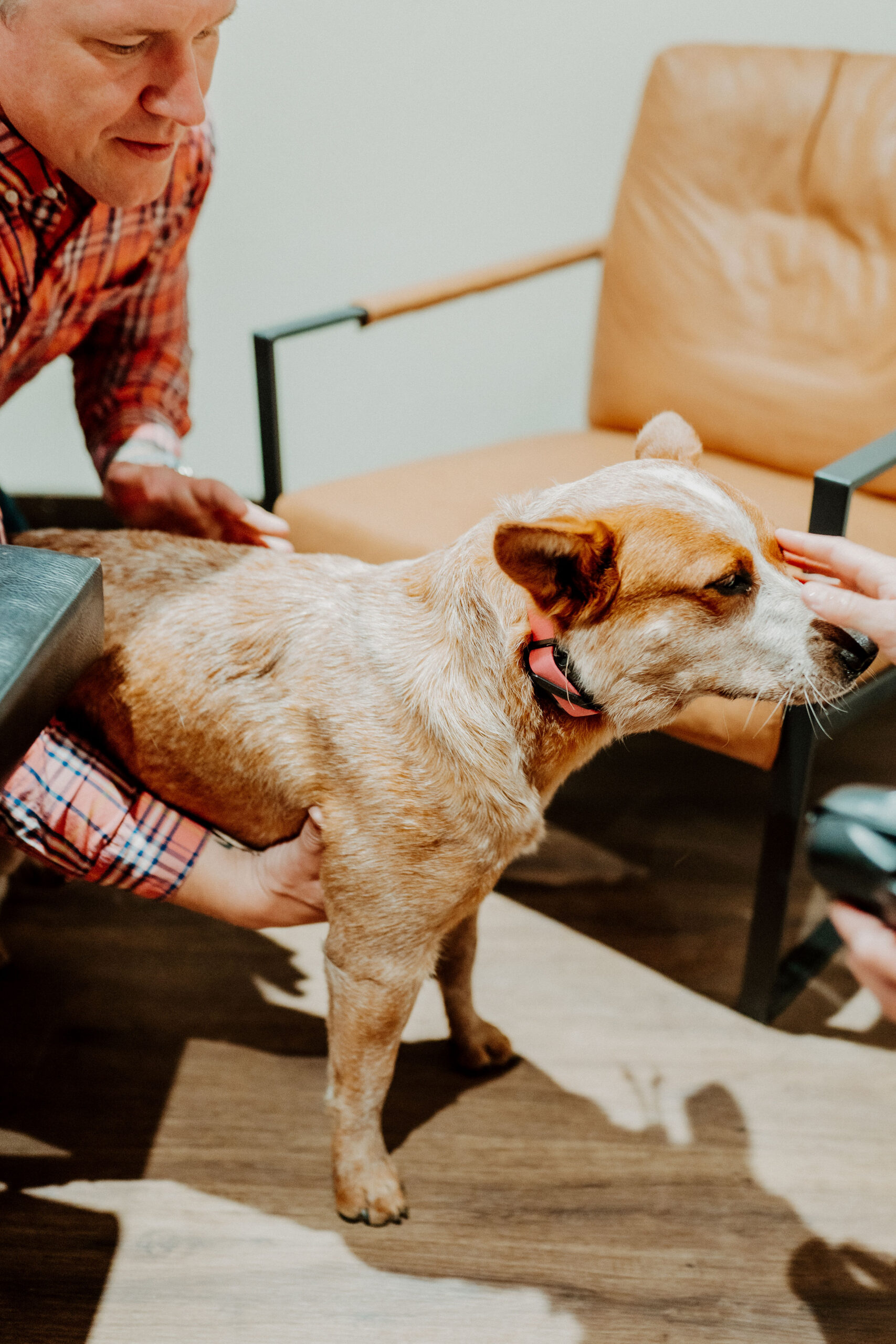 Dr. Josh Prange assessing a dog during a small animal chiropractic visit