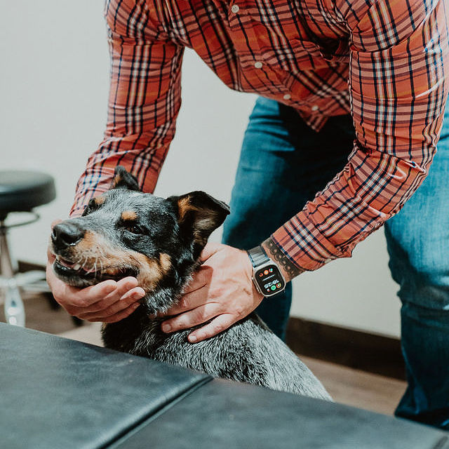 Small animal chiropractic care at Windy Ridge Chiropractic